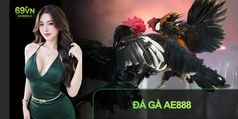 Đá gà AE888: Tổng quan sảnh đá gà được quan tâm hiện nay 2 Đá gà AE888 tổng quan về sảnh gà được quan tâm