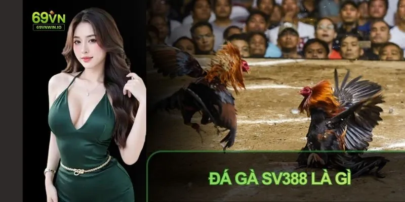 Đá Gà SV388 Là Gì - Sảnh Game Hấp Dẫn Và Siêu Kịch Tính 1 Đá gà SV388sảnh game siêu hấp dẫn