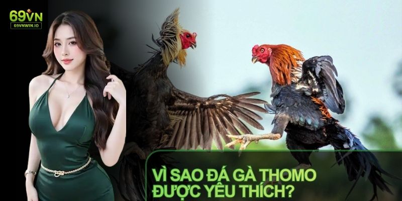 Đá Gà Thomo Tại 69VN - Sàn Đấu Kịch Tính Từ Campuchia 1 Đá Gà Thomo là tâm điểm chú ý của các kê thủ