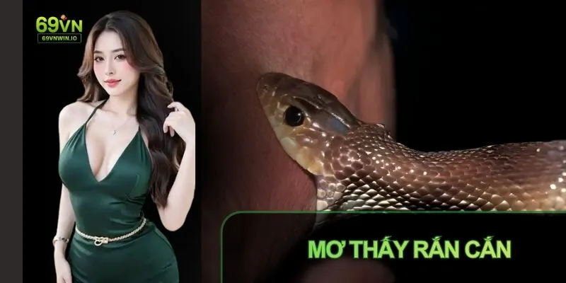 Mơ Thấy Rắn Cắn: Giải Mã Ý Nghĩa Theo Quan Niệm Dân Gian 9 Mơ thấy rắn cắn giải mã ý nghĩa